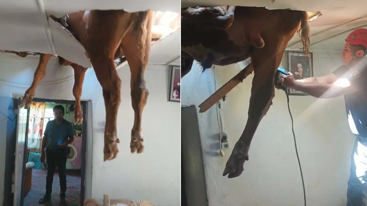 Nazilli’de Çatıdan Evlere Düşen Boğa Panik Yarattı
