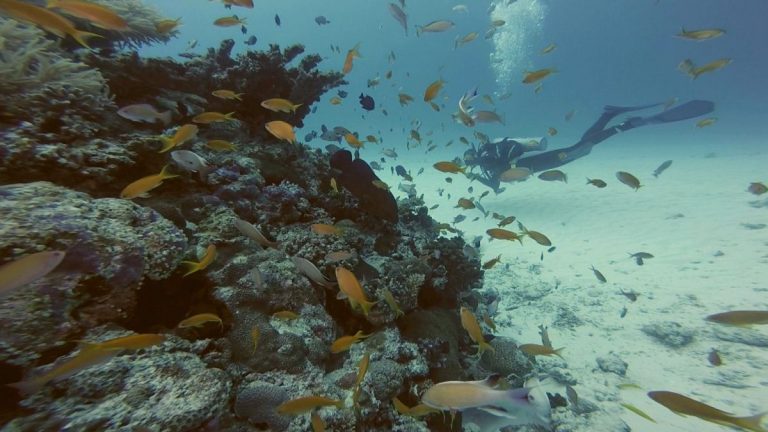 Okinawa'da dalışın tadını çıkarın |  Euronews