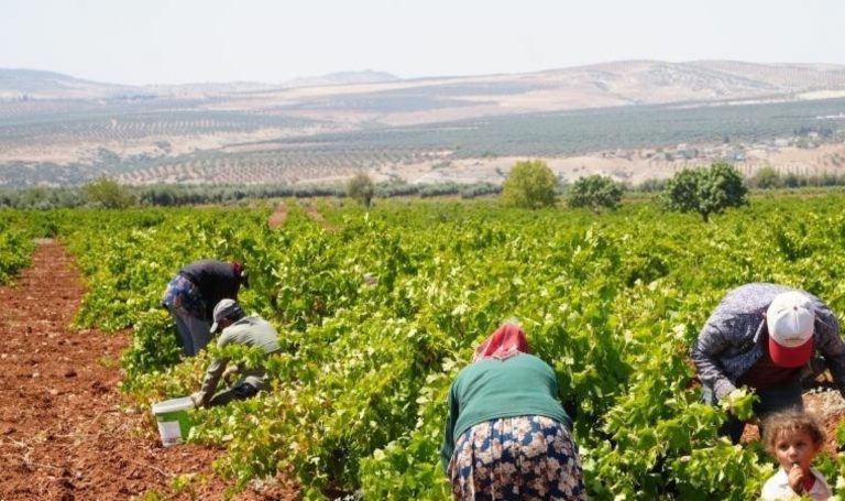 Sınırın sıfır noktasında hasat başladı: Tarlada 16 TL, Pazarda 40 TL – Son Dakika Hayat Haberleri