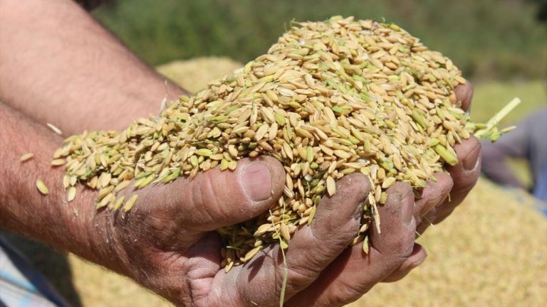 TMO çeltik alım fiyatları açıklandı