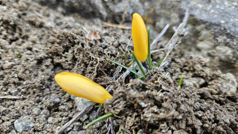 Baharın iyi haberi yakında açıldı