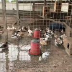 Yasadışı olarak ele geçirilen bir evde bulunan 98 hayvan