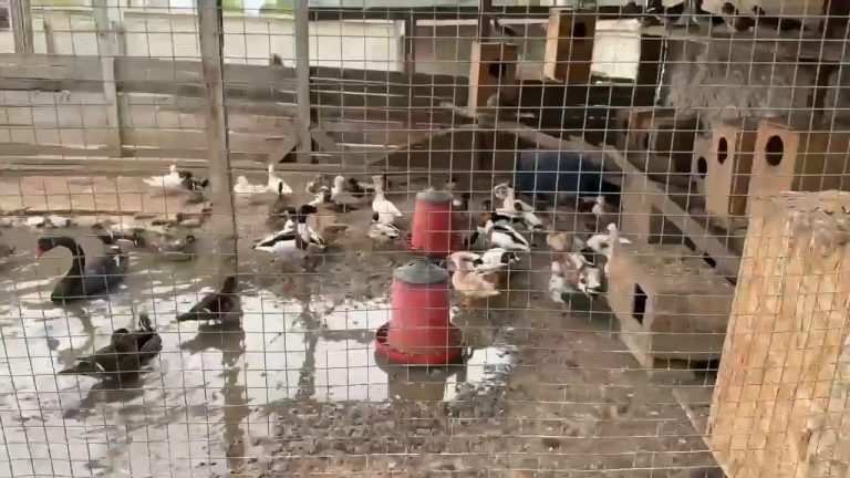 Yasadışı olarak ele geçirilen bir evde bulunan 98 hayvan