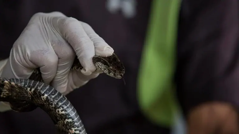 İstanbul’da yılan alarmı… Uzmanlardan kritik uyarı! – Son Dakika Türkiye Haberleri